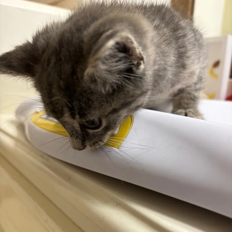 A baby small-sized male Gray / Blue / Silver Domestic Medium Hair cat named Wesson for adoption in Katy, TX