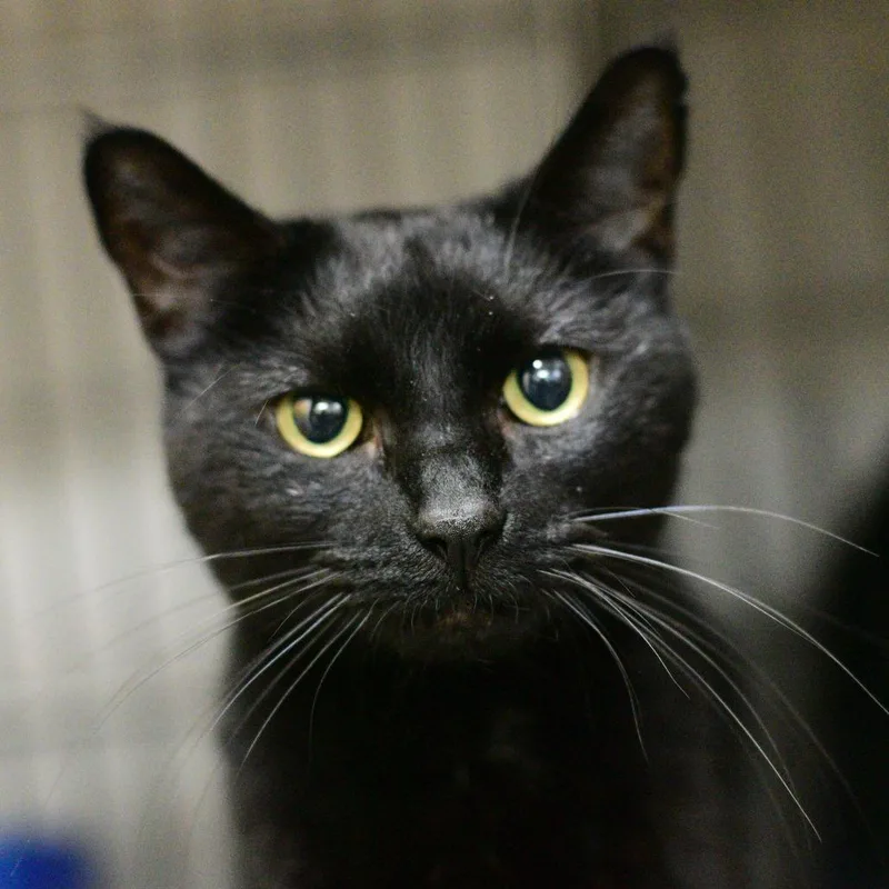 An adult medium-sized female Black Domestic Short Hair cat named Dancing Queen for adoption in Idaho Falls, ID
