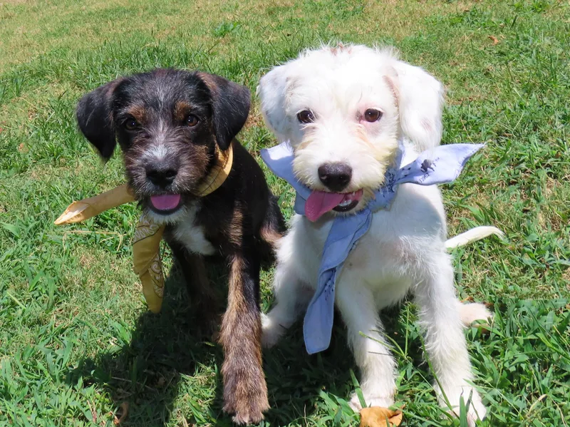 A baby small-sized female Schnoodle dog named Shirley CA for adoption in Rogers, AR