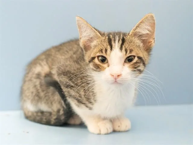A baby small-sized male Domestic Short Hair cat named Skittles for adoption in Martinez, CA