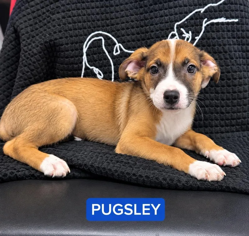 A baby medium-sized male Terrier dog named Pugsley for adoption in Walnutport, PA