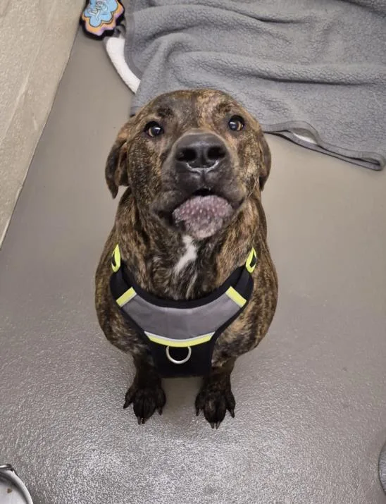 A young large-sized male Labrador Retriever dog named Chance for adoption in Hagerstown, MD