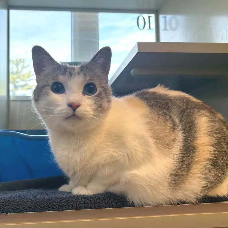An adult large-sized female Cream / Ivory Domestic Short Hair cat named Nala for adoption in West Olive, MI