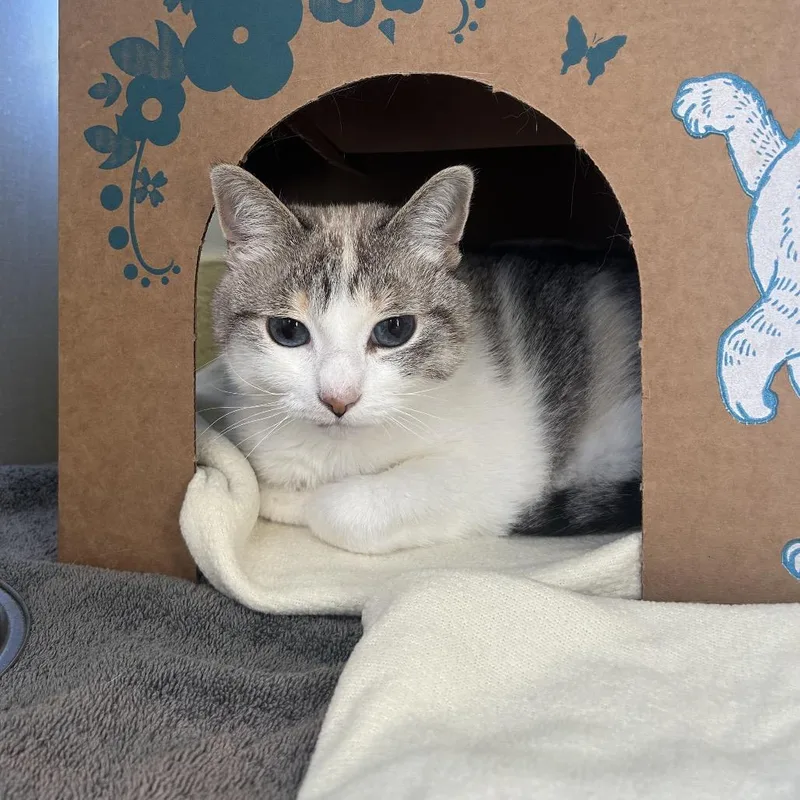 Nala thumbnail 3