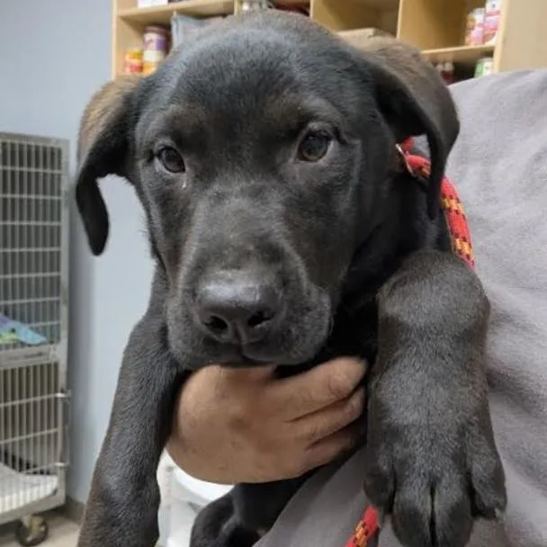 A baby small-sized male Black Mixed Breed dog named Jamie for adoption in Aberdeen, NC