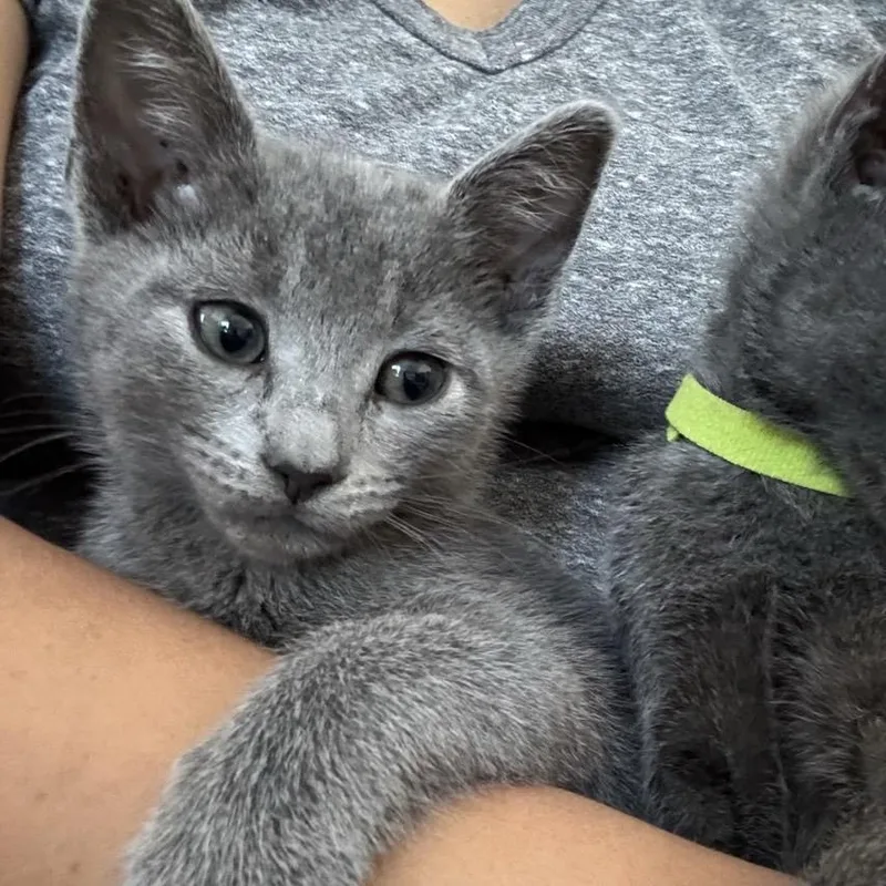 A baby small-sized female Gray / Blue / Silver Domestic Short Hair cat named Trix for adoption in Westminster, CA