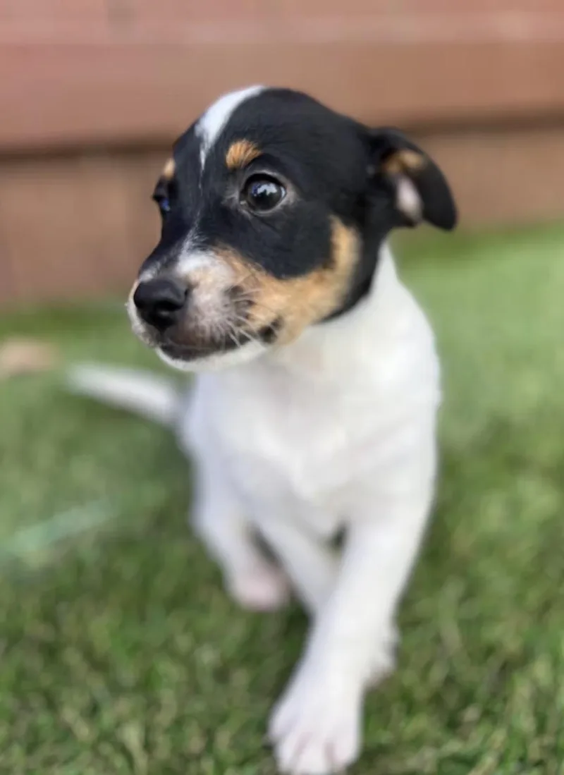 A baby small-sized male Terrier dog named John David for adoption in El Cajon, CA