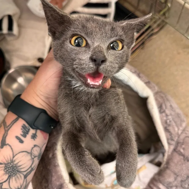 A baby small-sized male Gray / Blue / Silver Domestic Short Hair cat named Salami for adoption in Lynchburg, VA