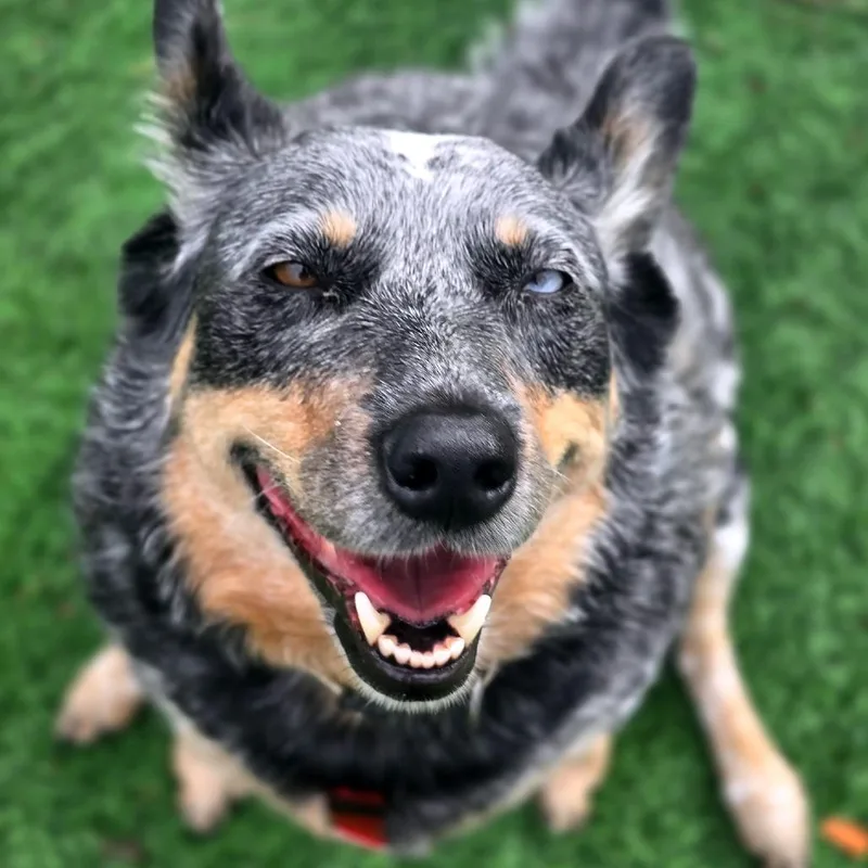 An adult medium-sized female Gray / Blue / Silver Australian Cattle Dog / Blue Heeler dog named Blu for adoption in Murray, UT