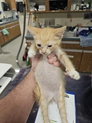 A baby small-sized male Domestic Short Hair cat named Ken for adoption in Gainesville, FL