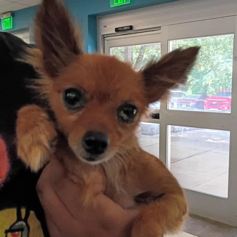 An adult small-sized female Black Mixed Breed dog named StrayHamiltonAvenue for adoption in Columbus, GA