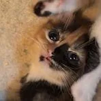A baby small-sized female Domestic Short Hair cat named Nixie for adoption in Cumming, GA