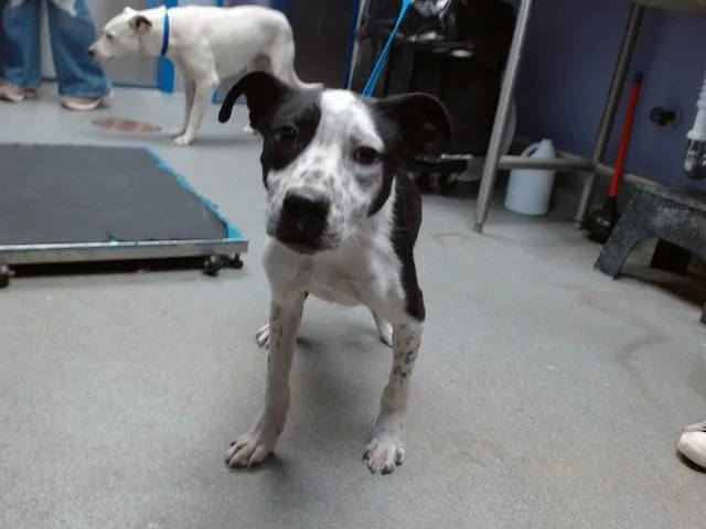 A young small-sized male Pit Bull Terrier dog named Flash for adoption in Albuquerque, NM