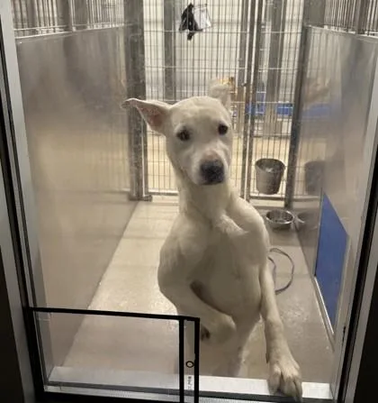 A young medium-sized female Pit Bull Terrier dog named Cordelia for adoption in North Richland Hills, TX