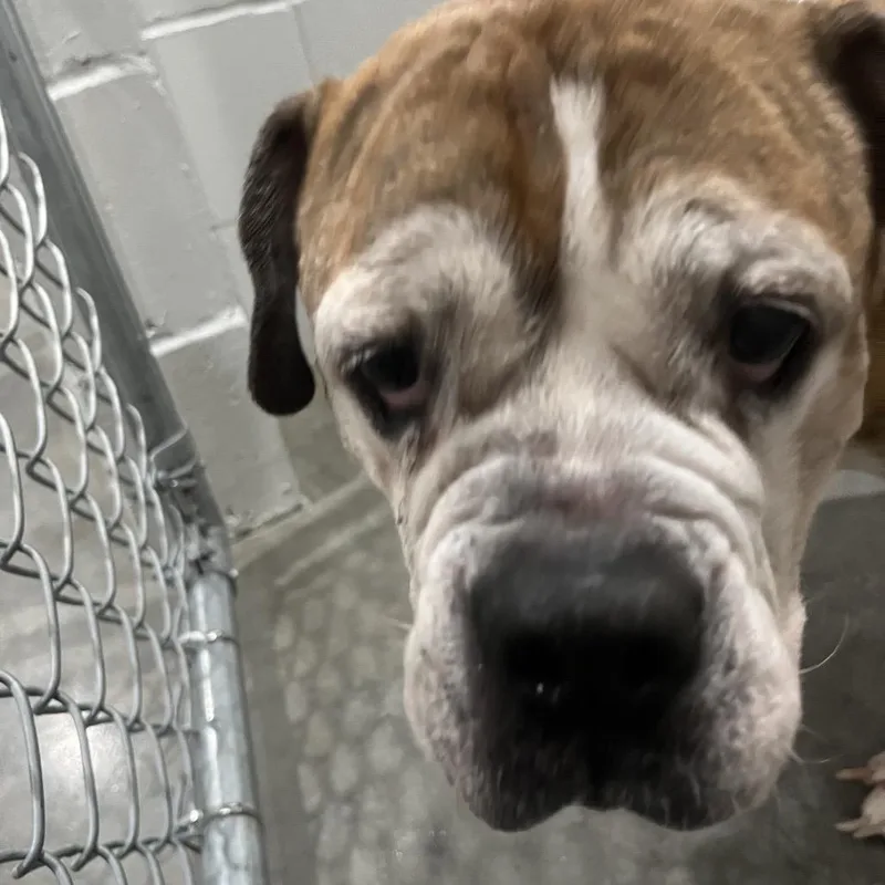 A senior medium-sized female Brindle English Bulldog dog named Sheba Queen for adoption in Richmond Hill, GA