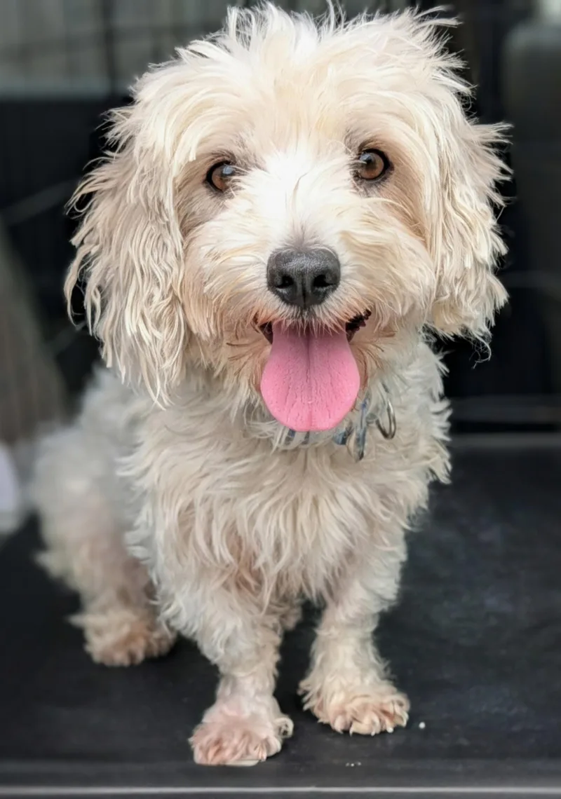 An adult small-sized female White / Cream Maltipoo dog named Queenie for adoption in Baton Rouge, LA