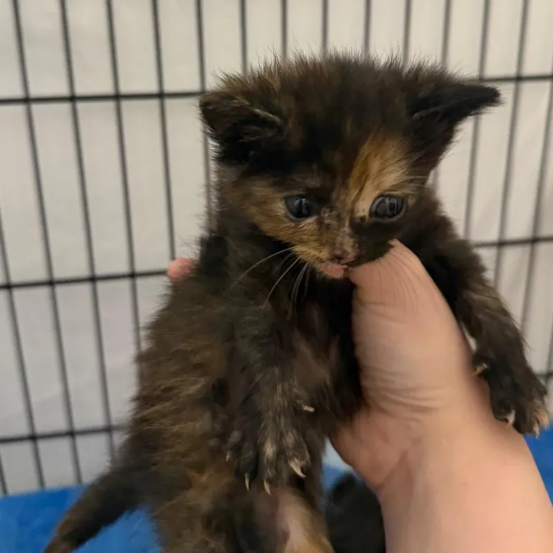 A baby small-sized female Brown / Chocolate Domestic Medium Hair cat named Louise for adoption in Montgomery, AL