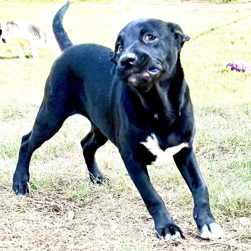 Zena