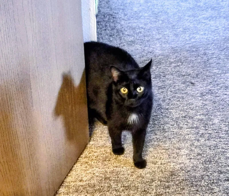 An adult medium-sized female Black American Shorthair cat named Draxie for adoption in Waverly, IA