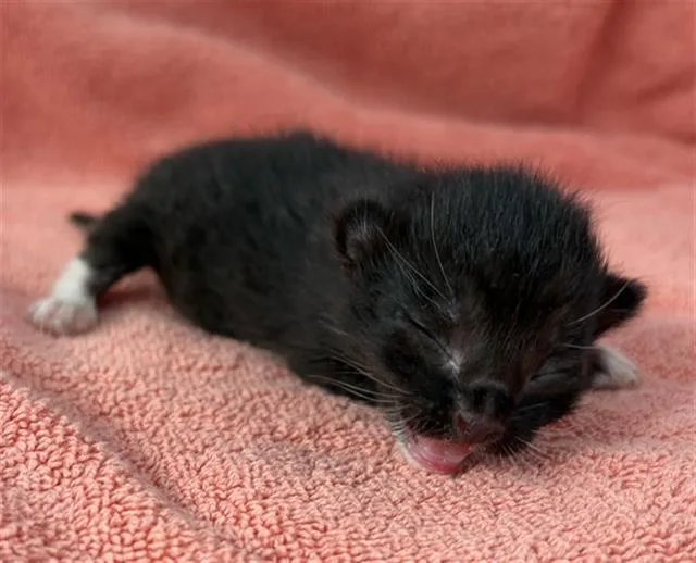 A baby medium-sized male Domestic Short Hair cat named Taurus for adoption in Dallas, TX