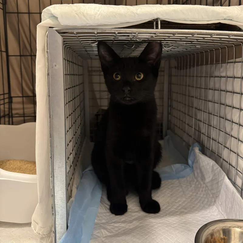A baby small-sized male Black Domestic Short Hair cat named Shadow for adoption in South Ozone Park, NY