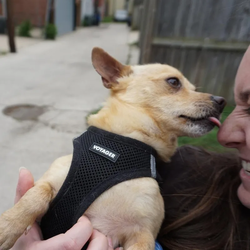 An adult small-sized male Brown / Chocolate Chihuahua dog named Lucky for adoption in Washington, DC