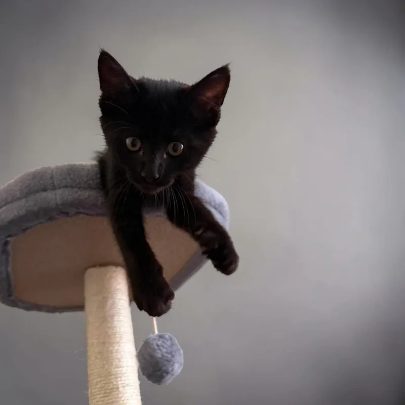 Bagheera thumbnail 2