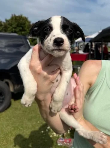 A baby medium-sized female Labrador Retriever dog named Athena for adoption in Madison, NJ