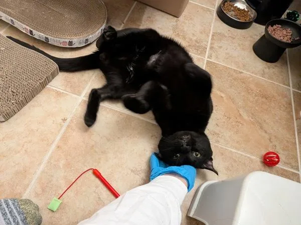 An adult medium-sized male Domestic Short Hair cat named Bendito for adoption in New York, NY