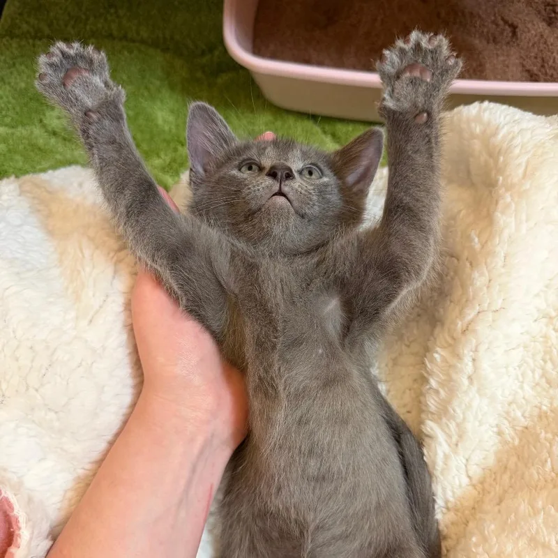 A baby small-sized male Gray / Blue / Silver Domestic Short Hair cat named Incomparable Yakko for adoption in Austin, TX
