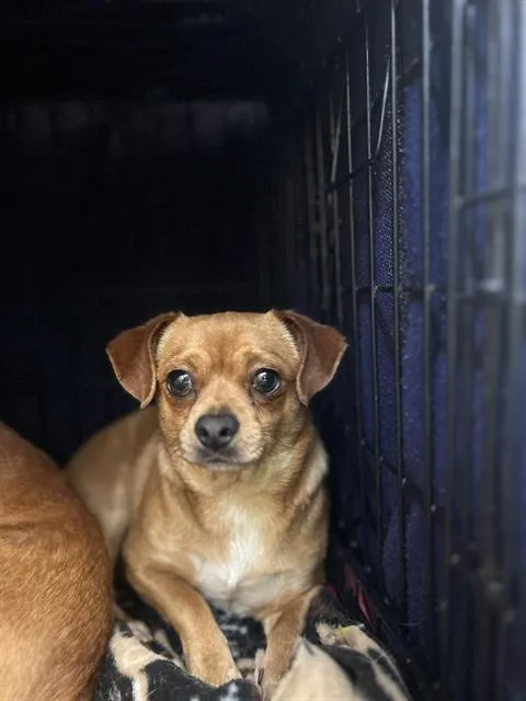 An adult small-sized male Chihuahua dog named Diego for adoption in Chula Vista, CA