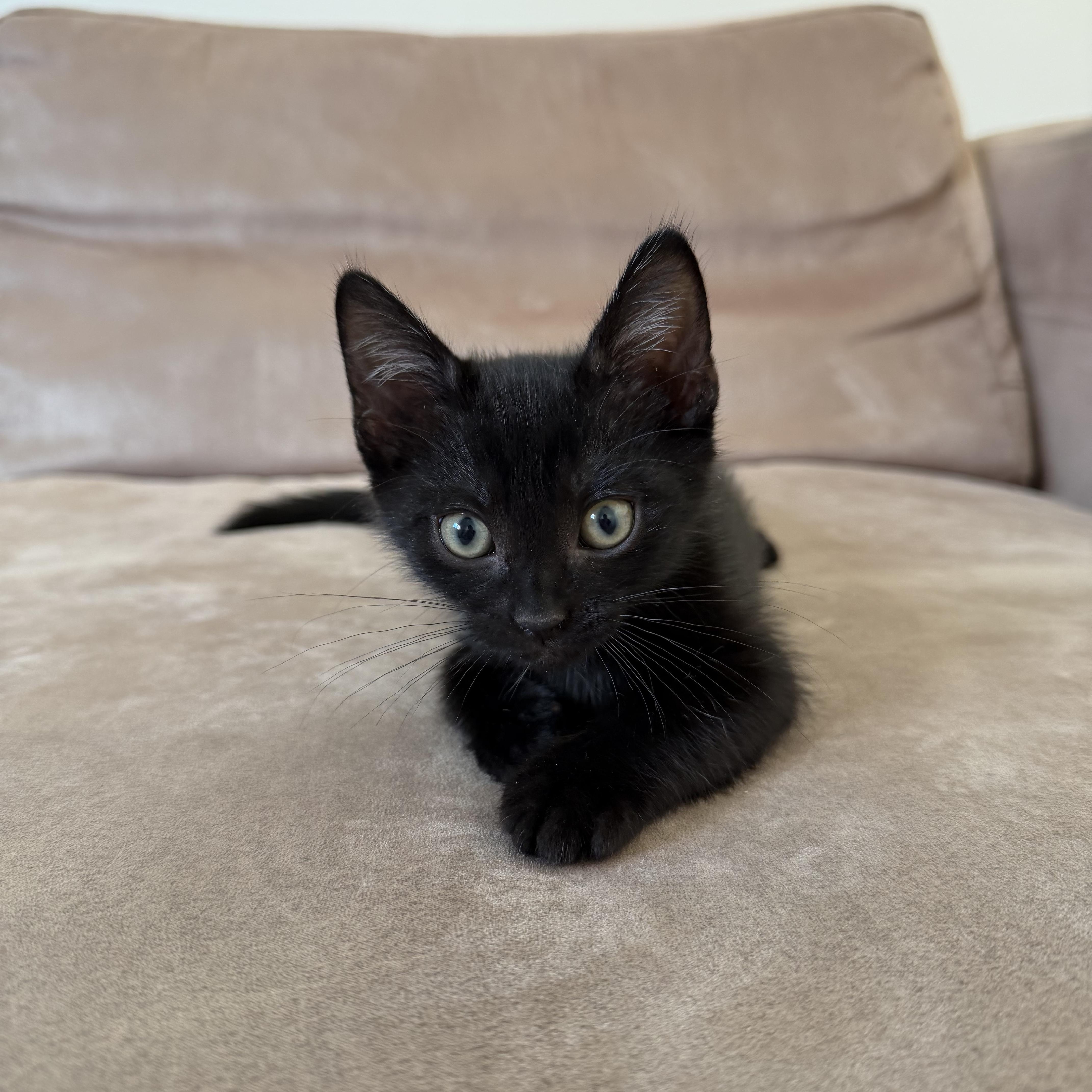 A baby medium-sized male Black Domestic Short Hair cat named Pinot Noir for adoption in Pacific Palisades, CA