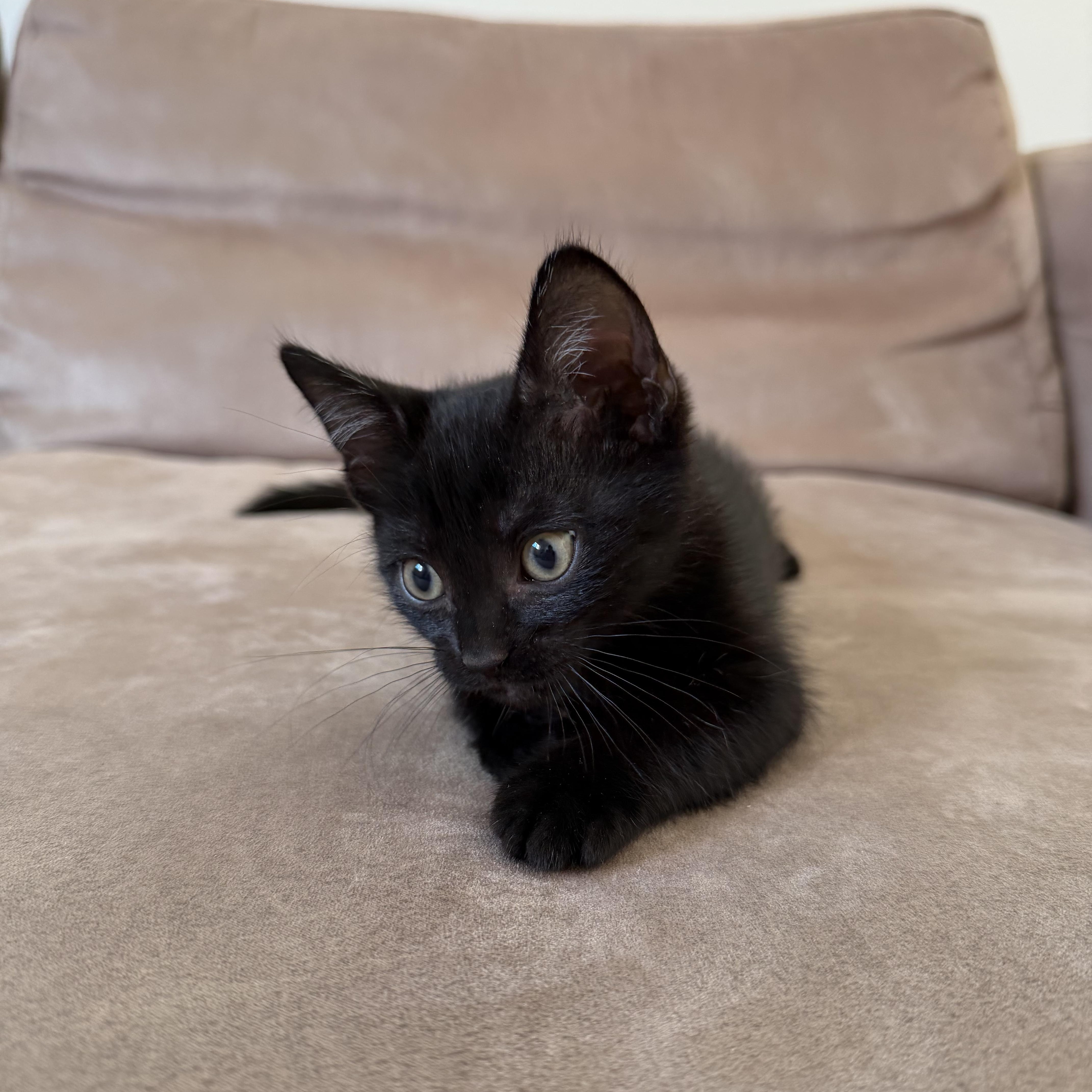 Pinot Noir thumbnail 3