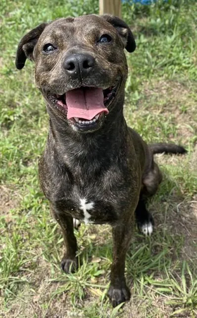 A young medium-sized male Pit Bull Terrier dog named Pumpkin for adoption in Augusta, GA