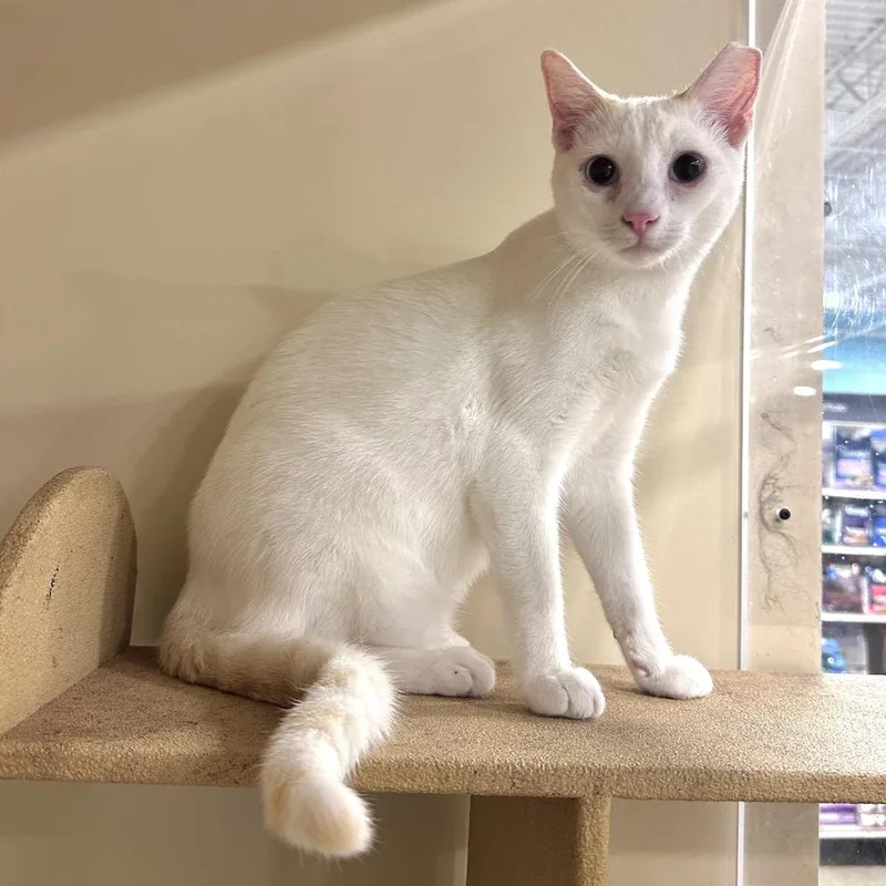 A baby small-sized male Siamese cat named Leo for adoption in Panama City Beach, FL