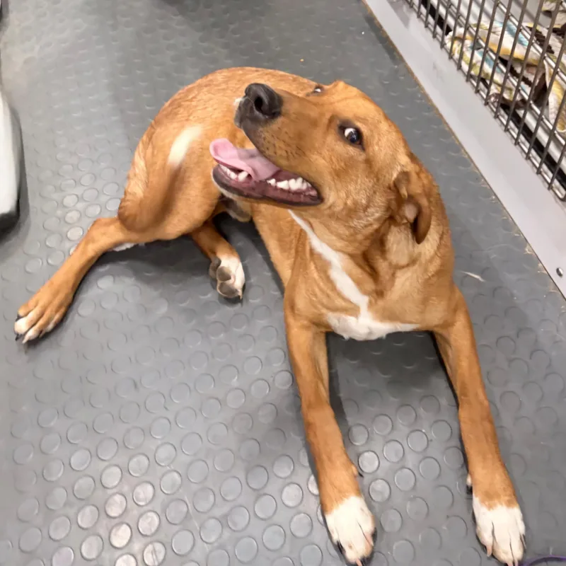 Prinston thumbnail 2