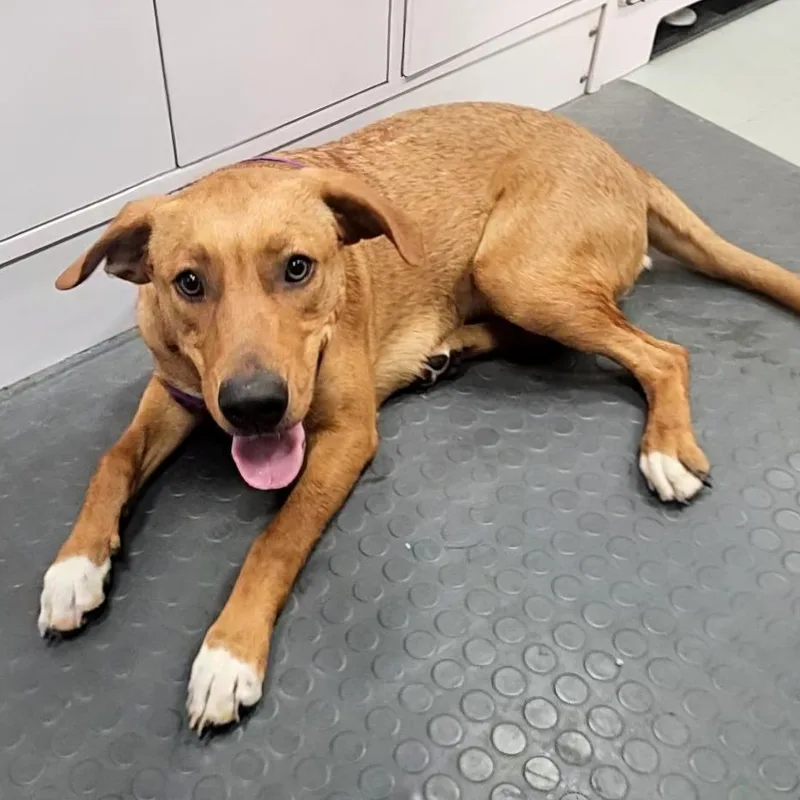 Prinston thumbnail 5