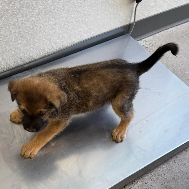 A baby medium-sized female Brown / Chocolate Schnauzer dog named Carly Shay for adoption in Parker, CO