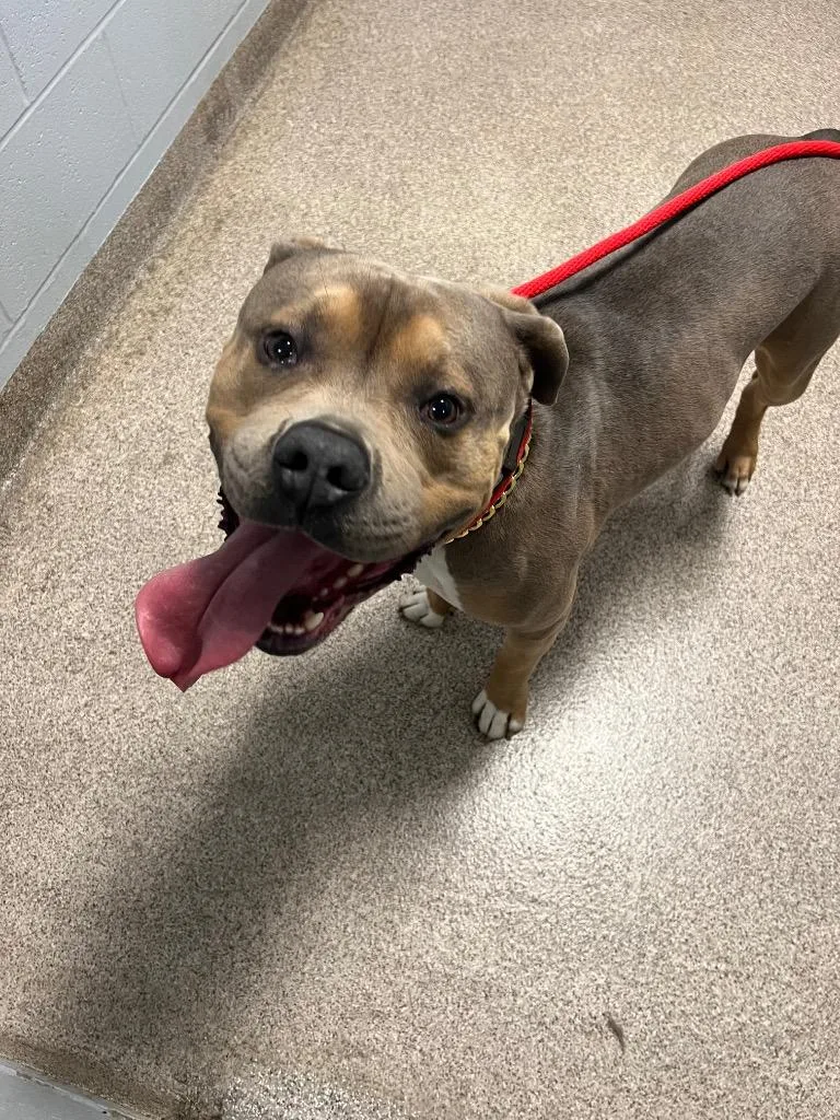 A young medium-sized male Pit Bull Terrier dog named Brownie for adoption in Troy, OH