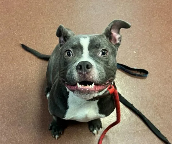 A young medium-sized male Pit Bull Terrier dog named Toad for adoption in Dublin, CA