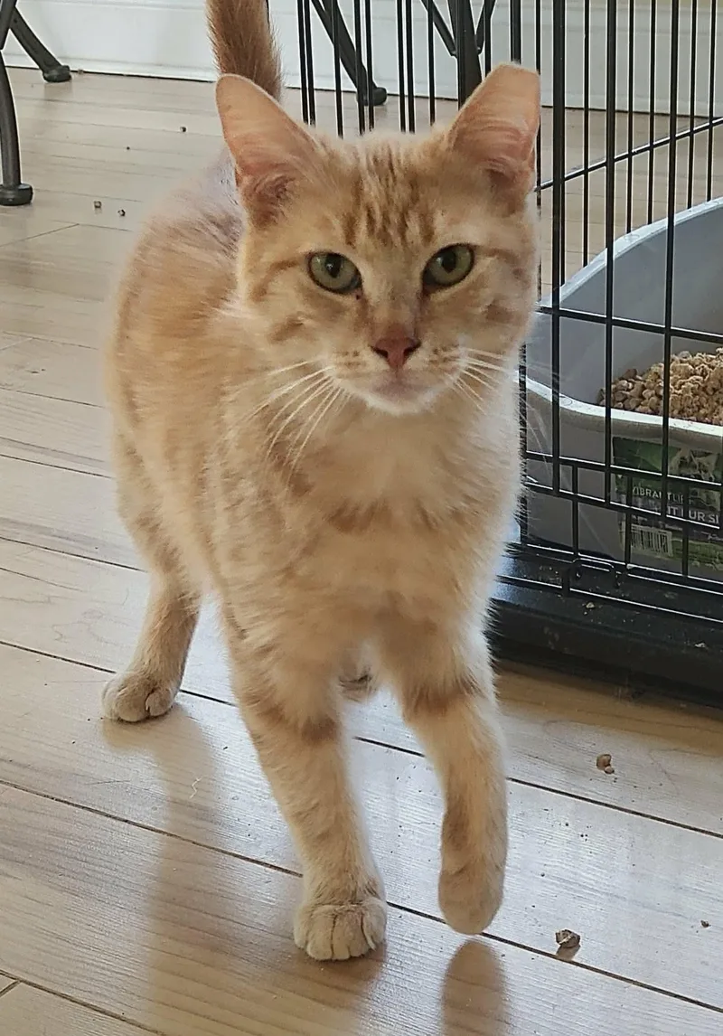 A young large-sized male Orange / Red Domestic Short Hair cat named Rusty for adoption in Oakboro , NC
