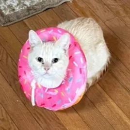 A young medium-sized female Orange / Red Domestic Short Hair cat named Peaches for adoption in Pittsburgh, PA