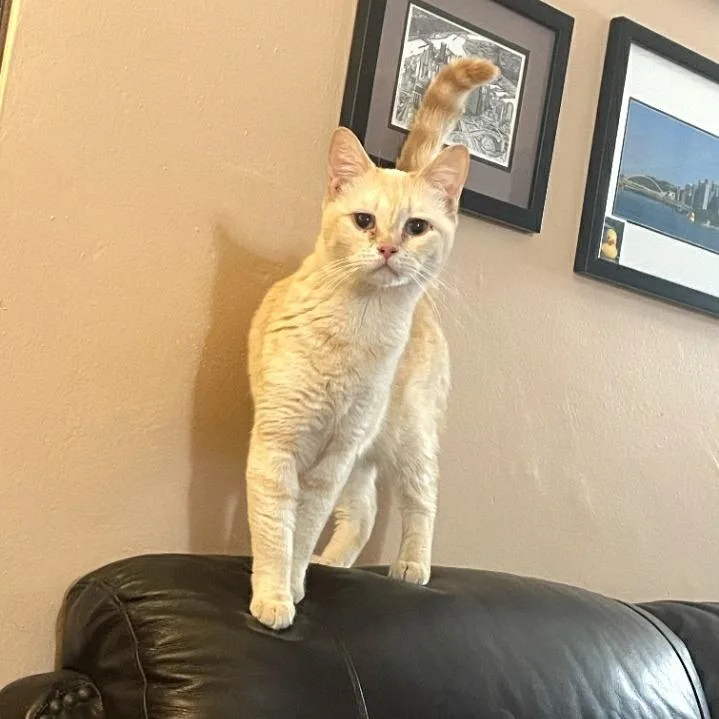 Peaches thumbnail 2