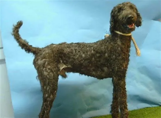 An adult large-sized male Poodle dog named A for adoption in Gardena, CA