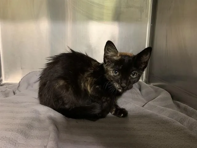 A baby small-sized female Domestic Short Hair cat named Tammy for adoption in Grand Prairie, TX