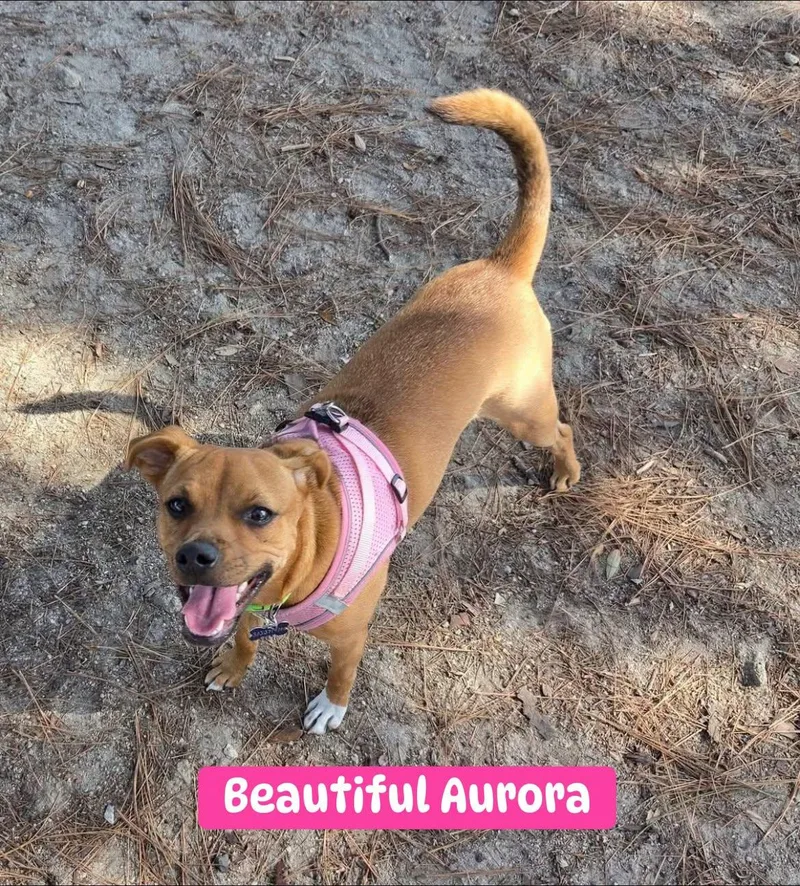 A baby medium-sized female Yellow / Tan / Blond / Fawn Beagle dog named Aurora for adoption in Fort Mill, SC