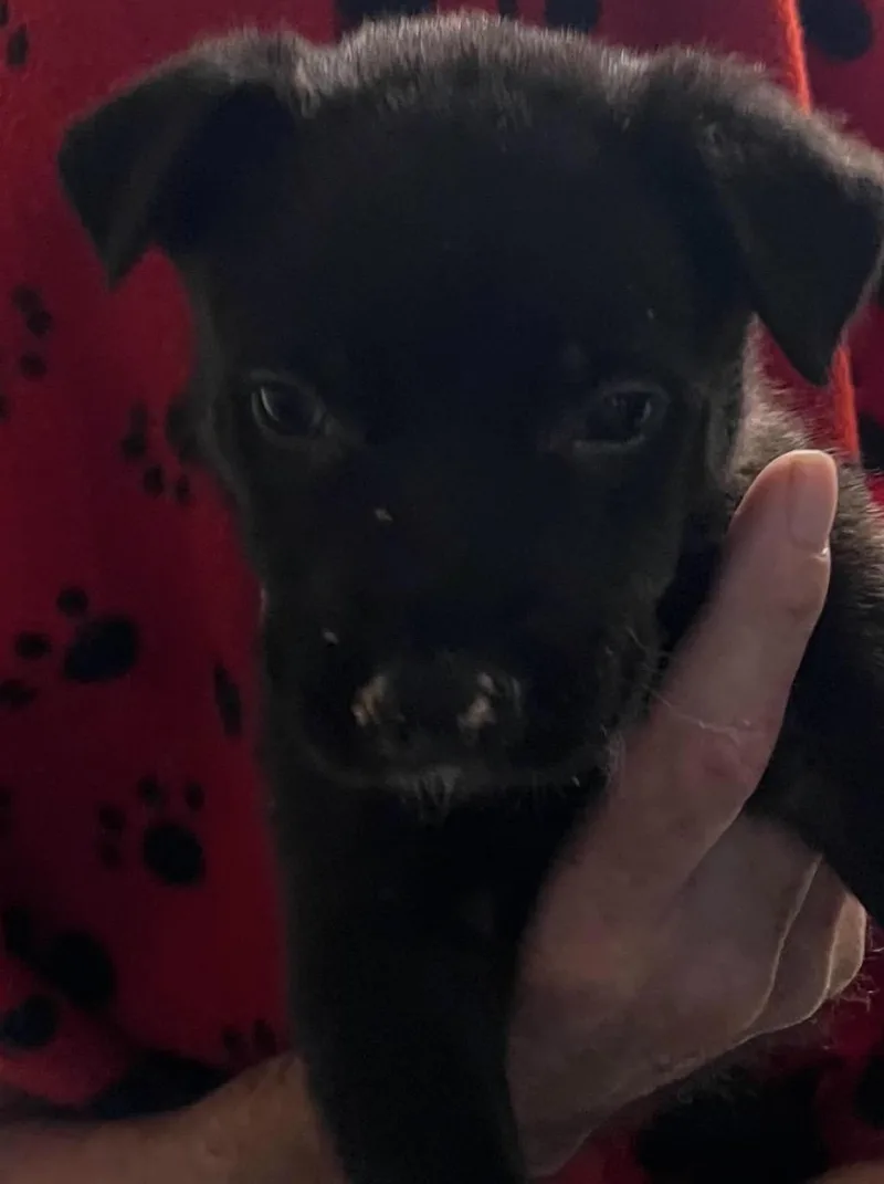 Harlow thumbnail 2