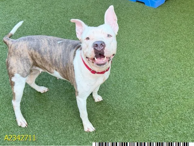 An adult large-sized female Mixed Breed dog named Tinker Bell for adoption in West Palm Beach, FL