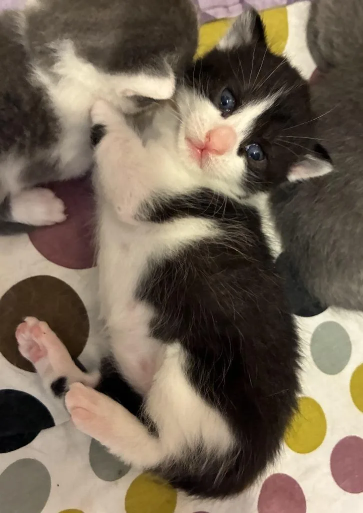 A baby small-sized male Domestic Short Hair cat named Tala for adoption in Meriden, CT