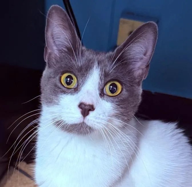 A young medium-sized female Domestic Short Hair cat named River for adoption in Utica, MI